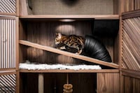 Cat-Friendly Wooden Cabinets Image 5