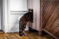 Cat-Friendly Wooden Cabinets Image 7