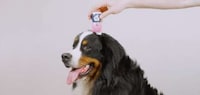 Functional Liquid Pet Treats Image 2