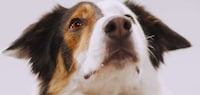 Functional Liquid Pet Treats Image 5