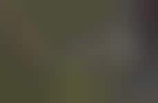 Treetop Indonesian Vacation Rentals