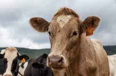 Cow Adoption Apps