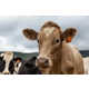 Cow Adoption Apps Image 1