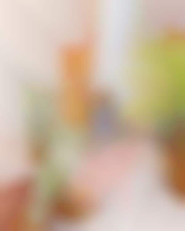 Vegan At-Home Spa Collections