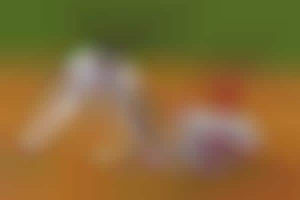 Regional Baseball Streaming