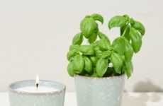 Candle-Transforming Herb Gardens