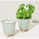 Candle-Transforming Herb Gardens Image 1