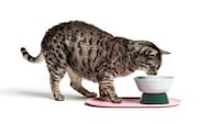Modular Cat Accessories Image 7