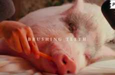 Pig-Themed ASMR Channels