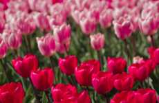 Virtual Tulip Gardens