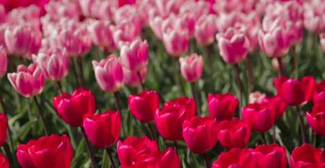 Virtual Tulip Gardens