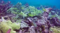 Ocean-Mapping Games Image 7