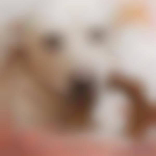 Oral Health-Supporting Dog Chews