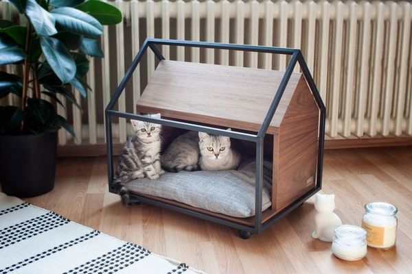 Top 25 Pet Ideas in May