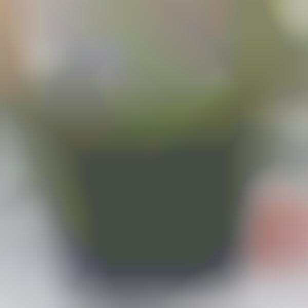 Voice Assistant Hydroponic Gardens