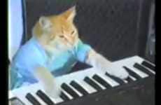 Feline Pianists