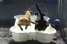 Splash Pools for Dogs