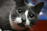 Feline Twitter Stars Image 3