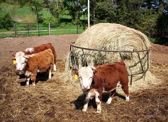 Itty-Bitty Bovines