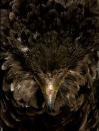 Bloody Vulture Photography Image 4