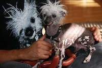 Creepy Celebrity Canines Image 2