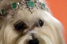 Canine Crowns