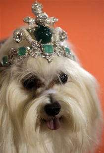 Canine Crowns