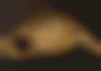 Nudetorials Image 1