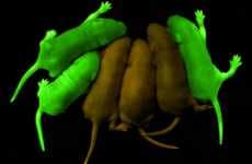 Glowing Animals