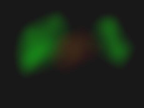 Glowing Animals