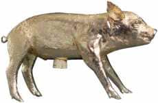 Taxidermy Piggy Banks