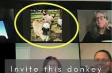 Video Chat Crashing Donkeys