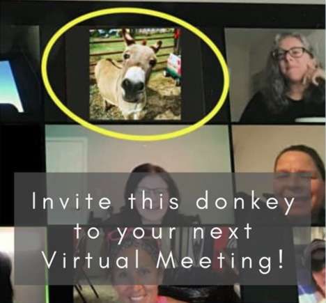 Video Chat Crashing Donkeys