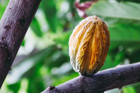 Upcycled Cocoa-Based Sweeteners