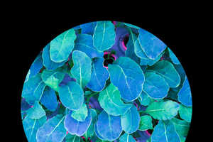 Vertical Farming Subscriptions
