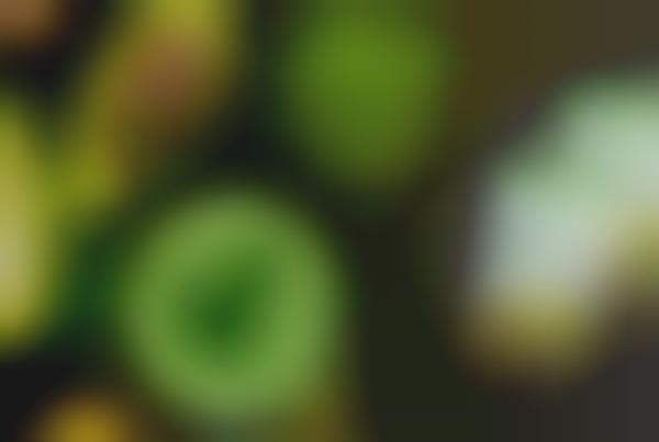 Avocado-Based Supplements