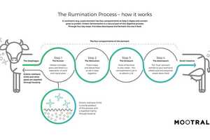 Sustainability-Focused Cow Supplements Article Thubnail