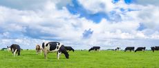 Microbiome-Enhanced Cows Article Thubnail