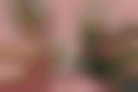 Digital Sweets-Focused Festivals