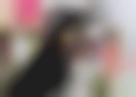 pride dog accessories