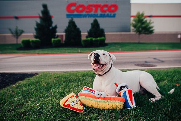 Costco dog chew clearance toys