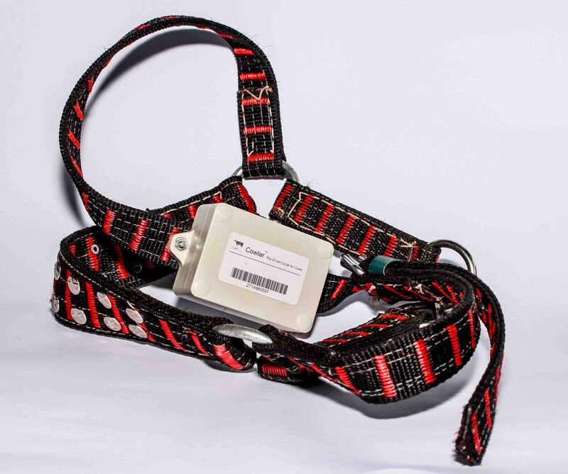 Cow-Optimized Wearable Collars