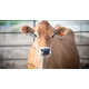 Cow-Targeted Ear Sensors Image 1