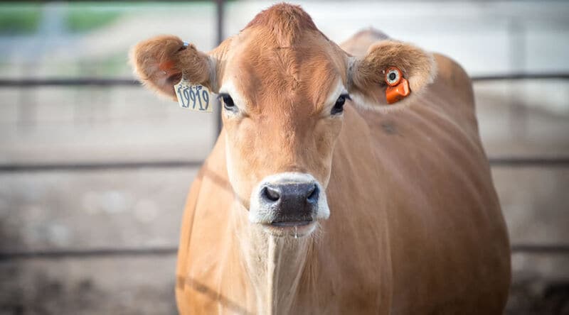 Cow-Targeted Ear Sensors