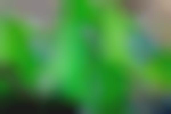 E-Commerce Live Sport Streams