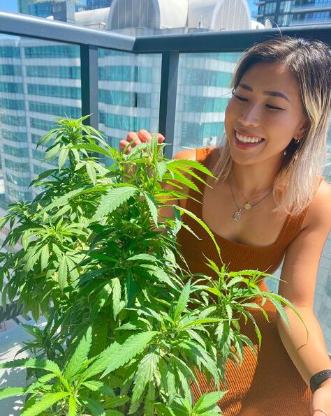 Social Cannabis Enthusiast Accounts