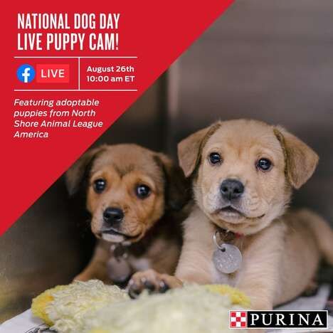 Informative Puppy Adoption Events