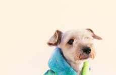 Stylish Dog Fall Fashion