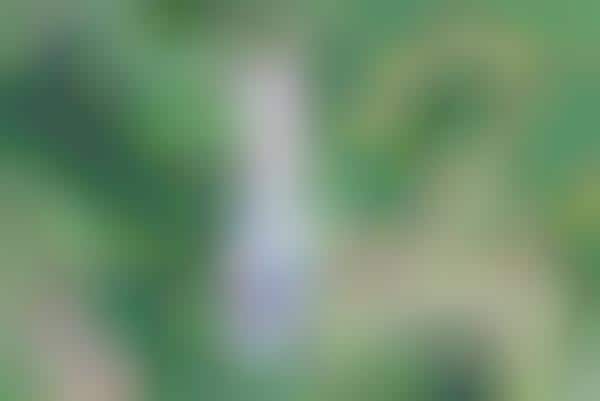 Single-Origin CBD Oils