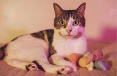 Virtual Cat Portraits